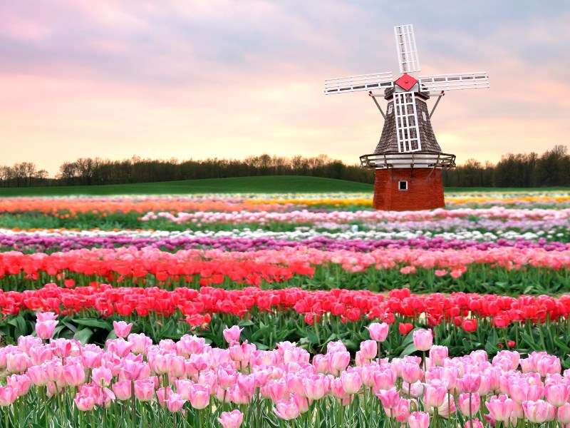 Pola tulipanów w Holandii puzzle online
