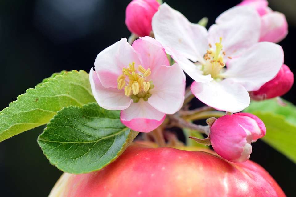 Μήλα λουλούδια online παζλ