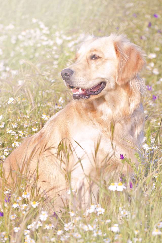 Pies na wierzchu kwiatów puzzle online