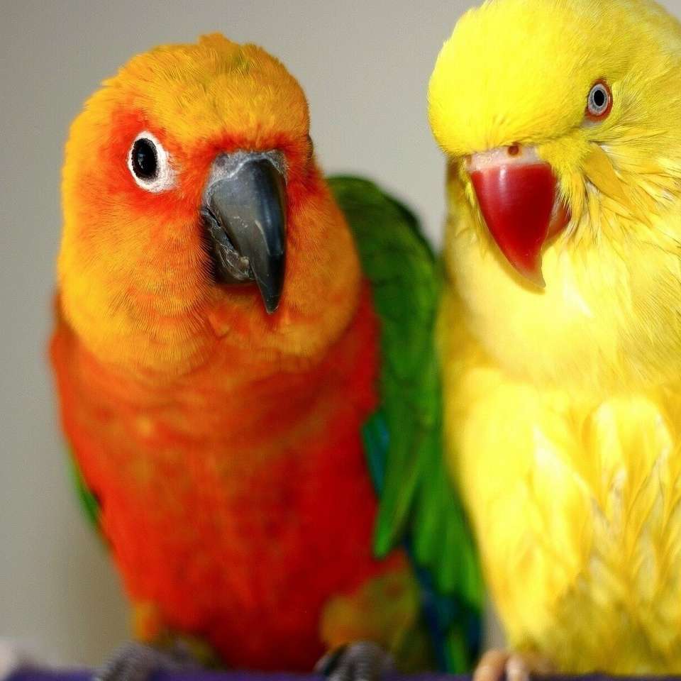 Dwie papugi puzzle online