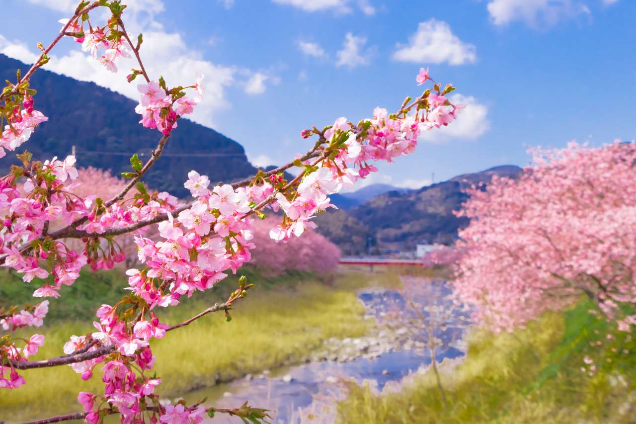 Kwiaty wiśni w mieście Kawazu puzzle online