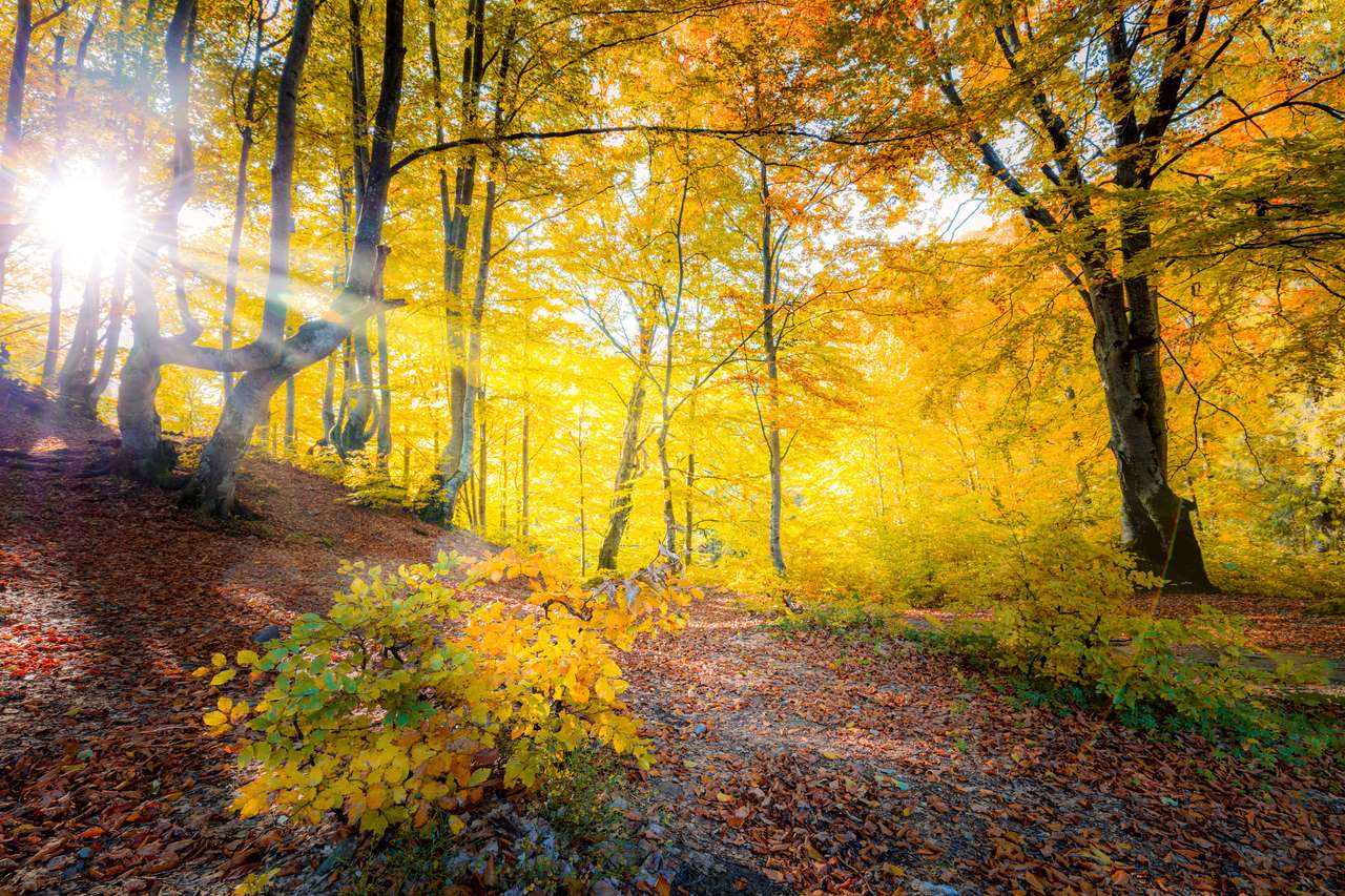 Złoty las jesienią. puzzle online