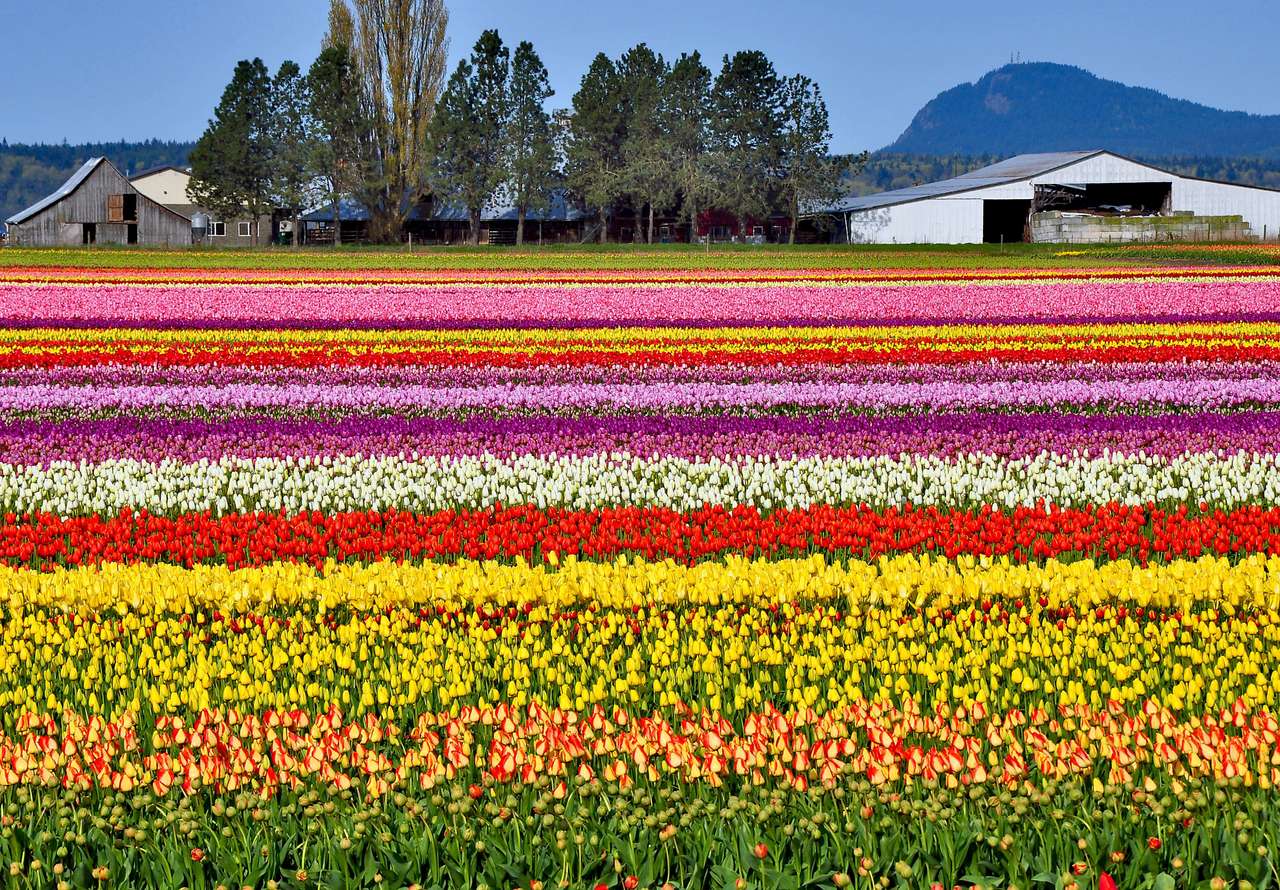 Kolorowa farm tulipana puzzle online