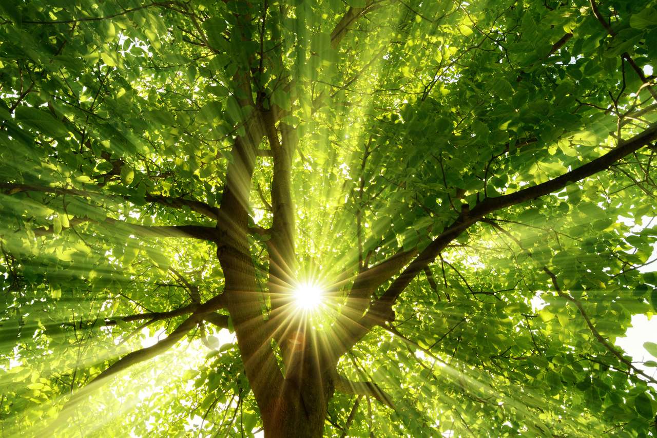 intensywne promienie przez duże drzewo puzzle online