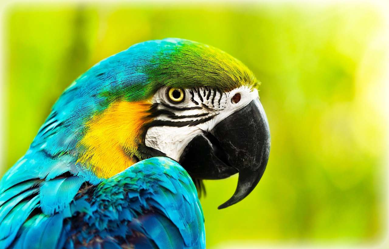 Egzotyczna kolorowa afrykańska papuga ara, piękna zakończenie up na ptasiej twarzy nad naturalnym zielonym tłem, ptak oglądający safari, Republika Południowej Afryki przyrody puzzle online