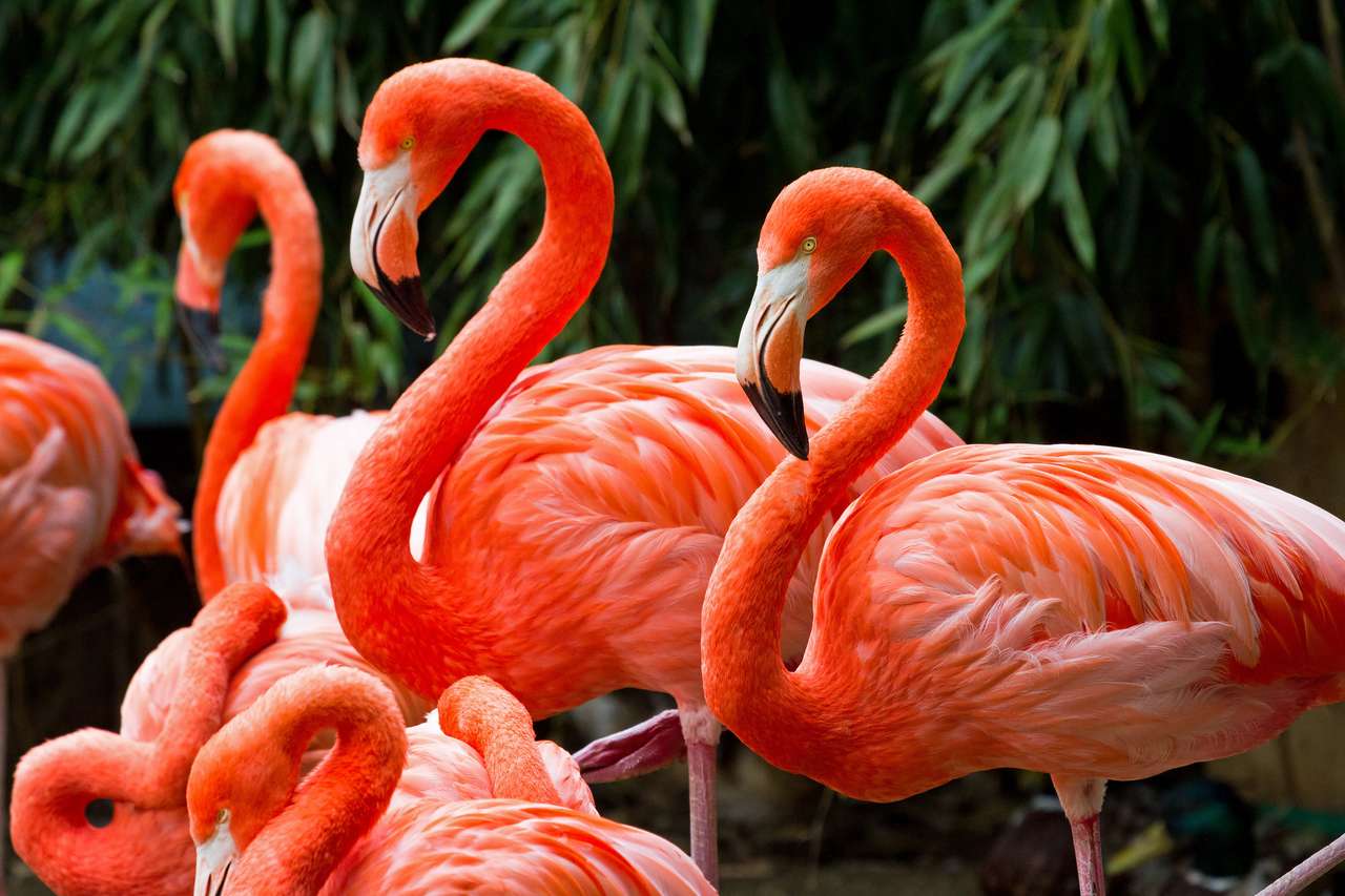 Grupa pięknych różowych flamingi puzzle online