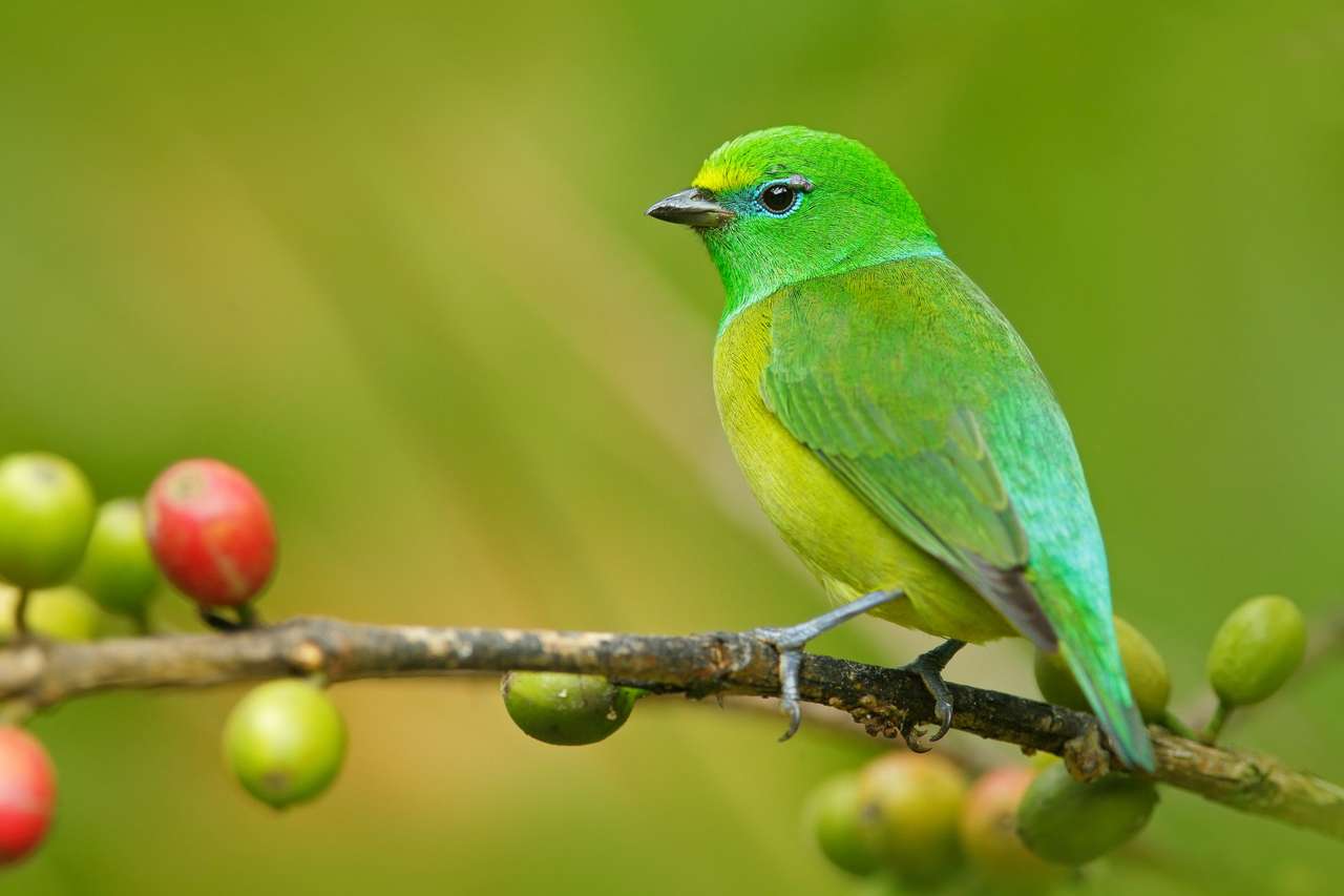 Blauw-Naped Chlorophonia, Chlorophonia Cyanea, Exotic Tropic Green Song Bird Form Colombia legpuzzel