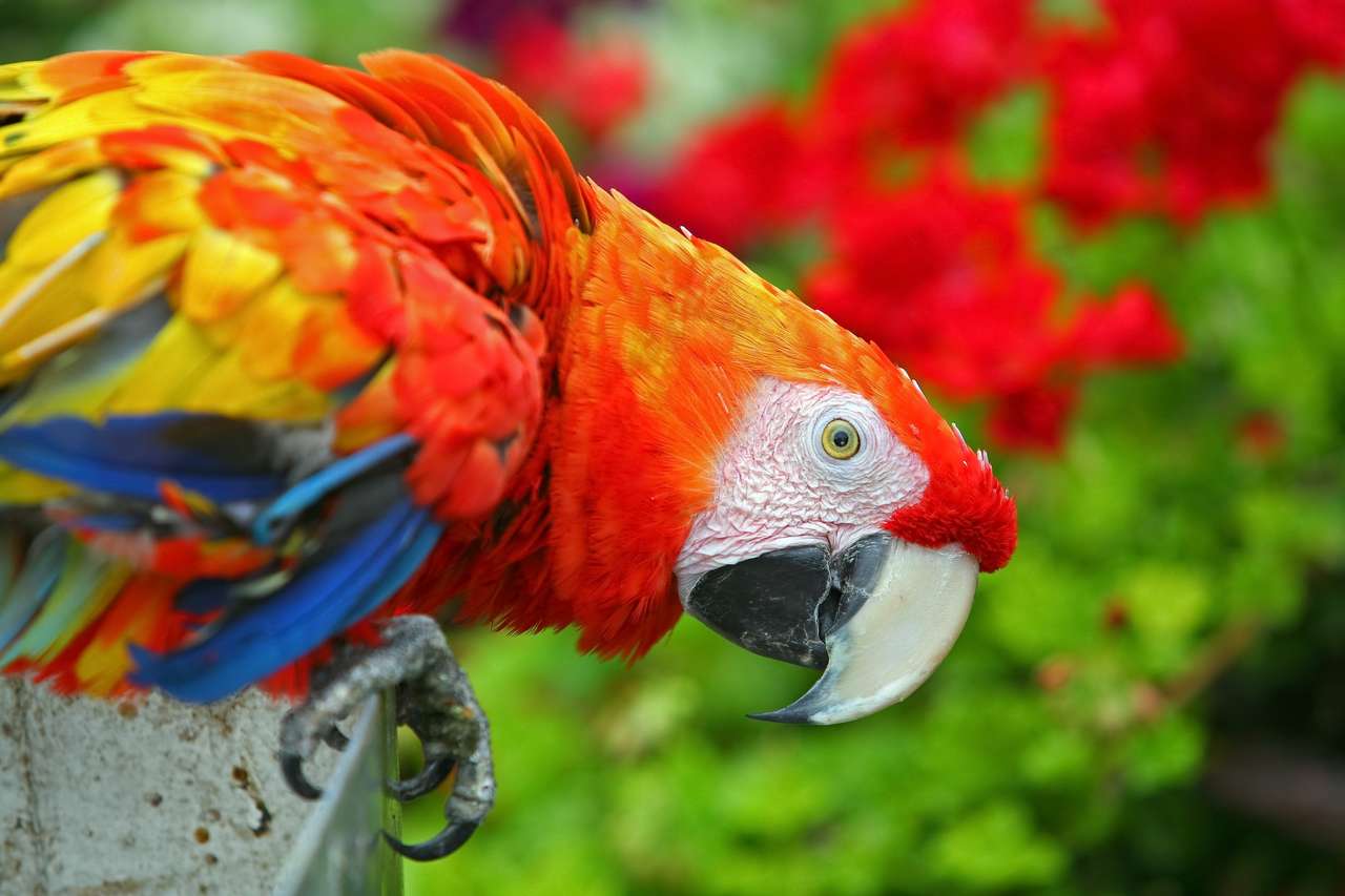 Kolorowa ara w tropikalnym środowisku puzzle online