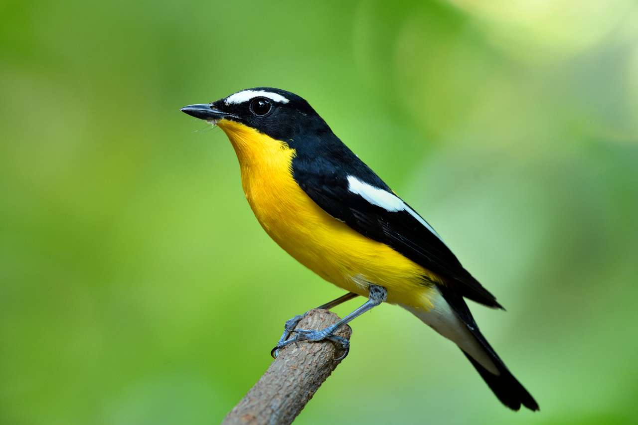 Kolorowy żółty ptak z czarnymi skrzydłami siedząc drewnianą gałąź nad rozmycie zielony tło w przyrodzie, mężczyzna z żółtego flycatcher puzzle online