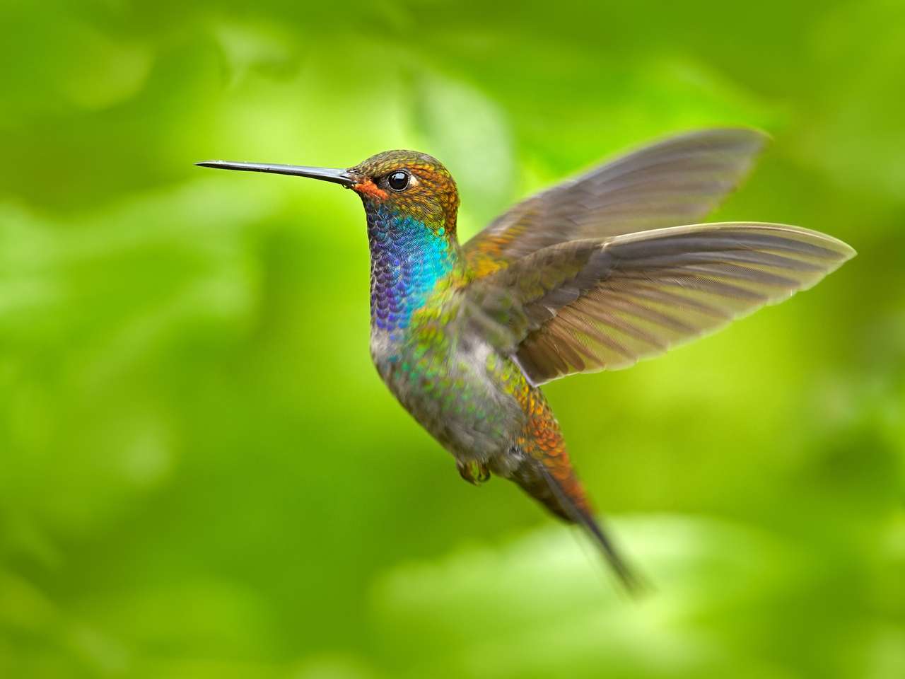 Kolorowy hummingbird w locie puzzle online