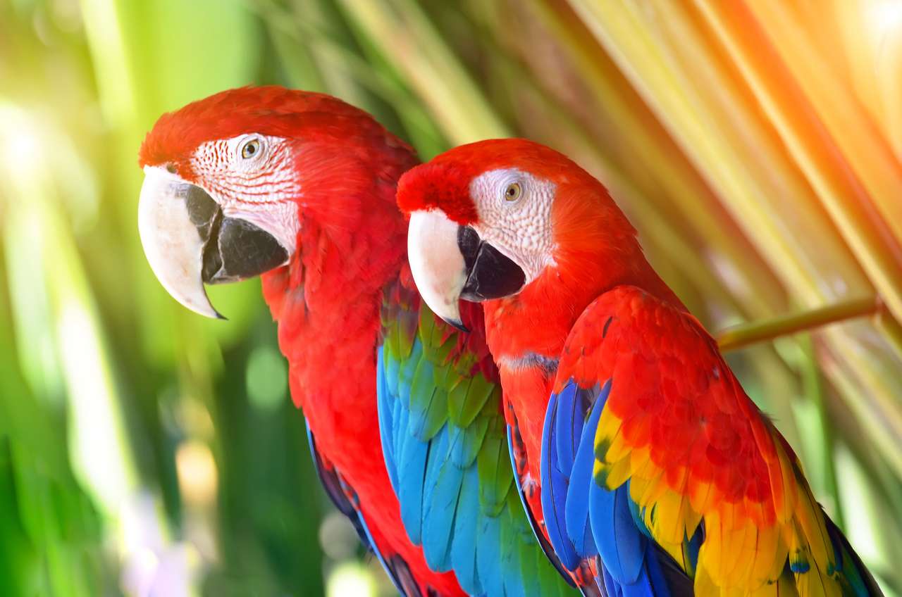 Dwie papugi czerwone w tropikalnych ptakach lasów puzzle online