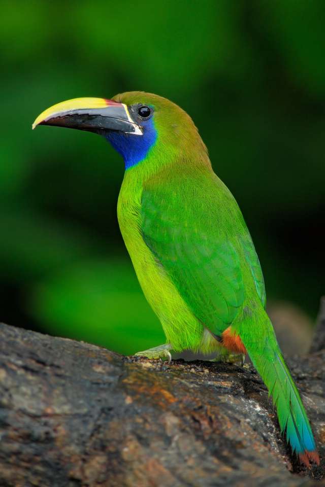 Blue-Throated Toucanet, Aulacorhynchus prasinus, zielony Tukan ptak w przyrody siedlisku, egzotyczne zwierzę w tropikalnym lesie, Panama puzzle online