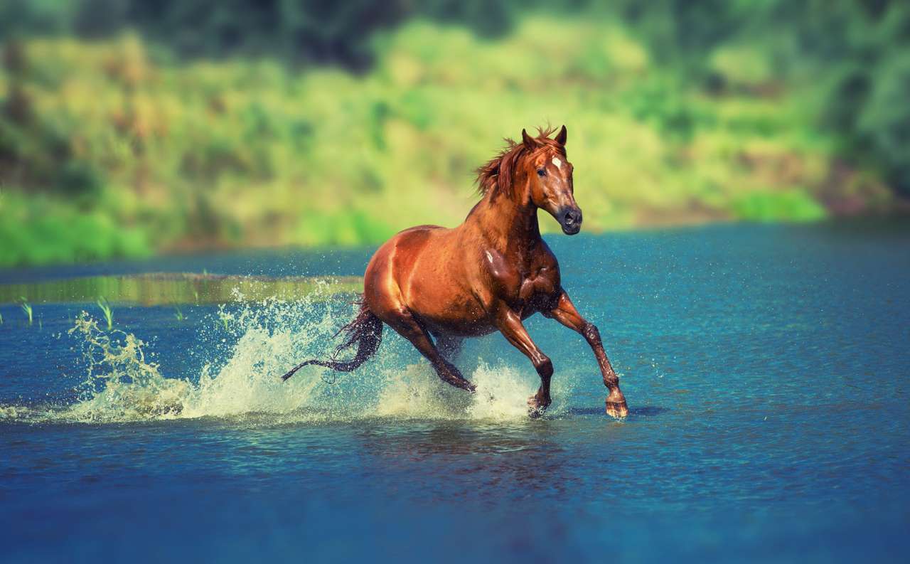 Czerwony koń biegnie po niebieskim jeziorze puzzle online