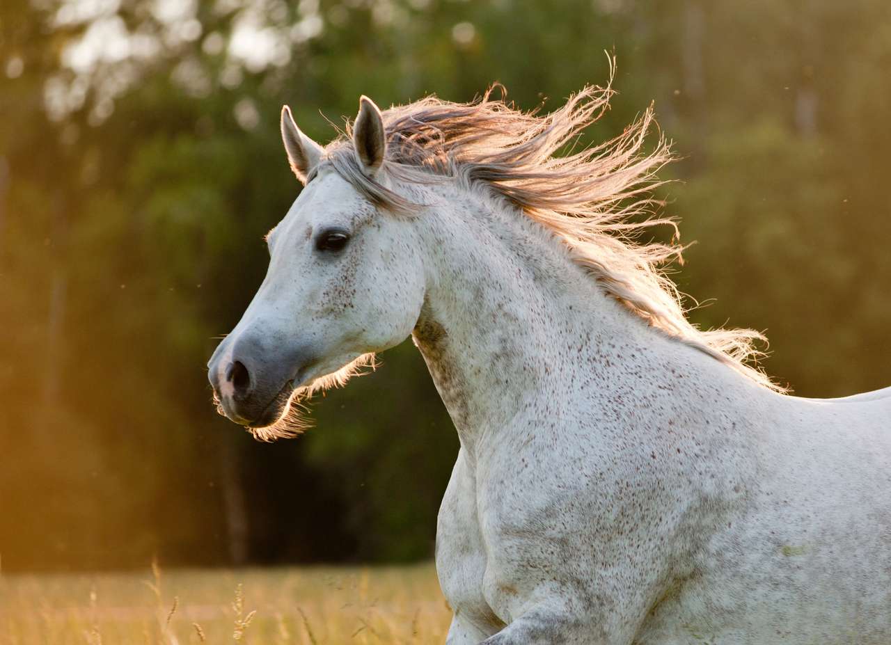 Piękny koń arabski na zewnątrz puzzle online