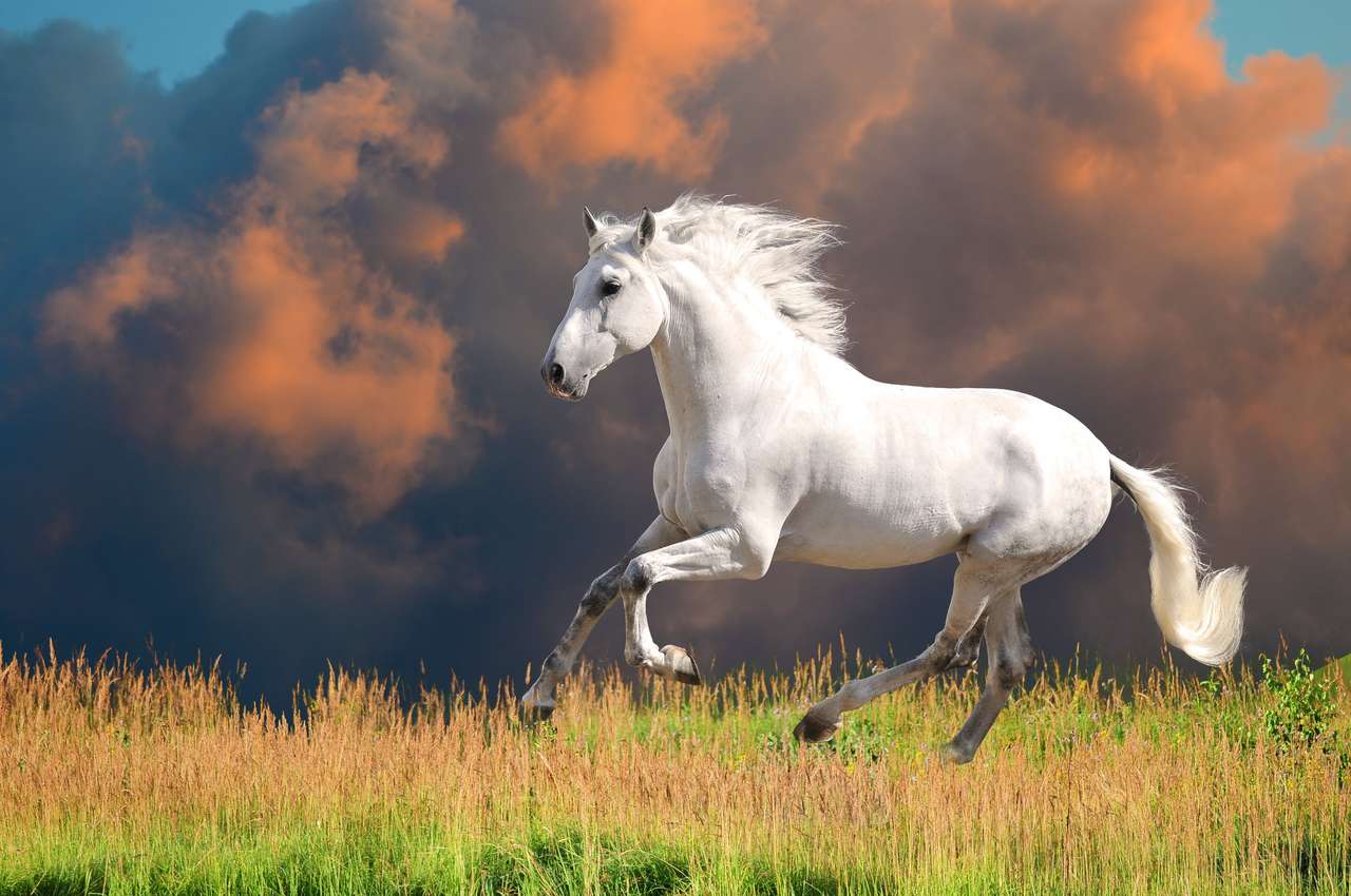 Biały Andaluzja koń (Pura Raza Espanola) biegnie w okresie letnim puzzle online