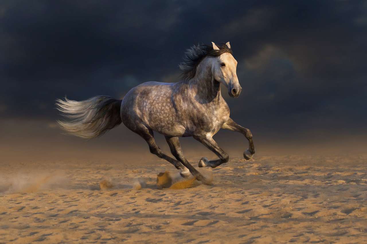 Szary Andaluzyjski koń biegnij galop w pustynnym kurzu puzzle online