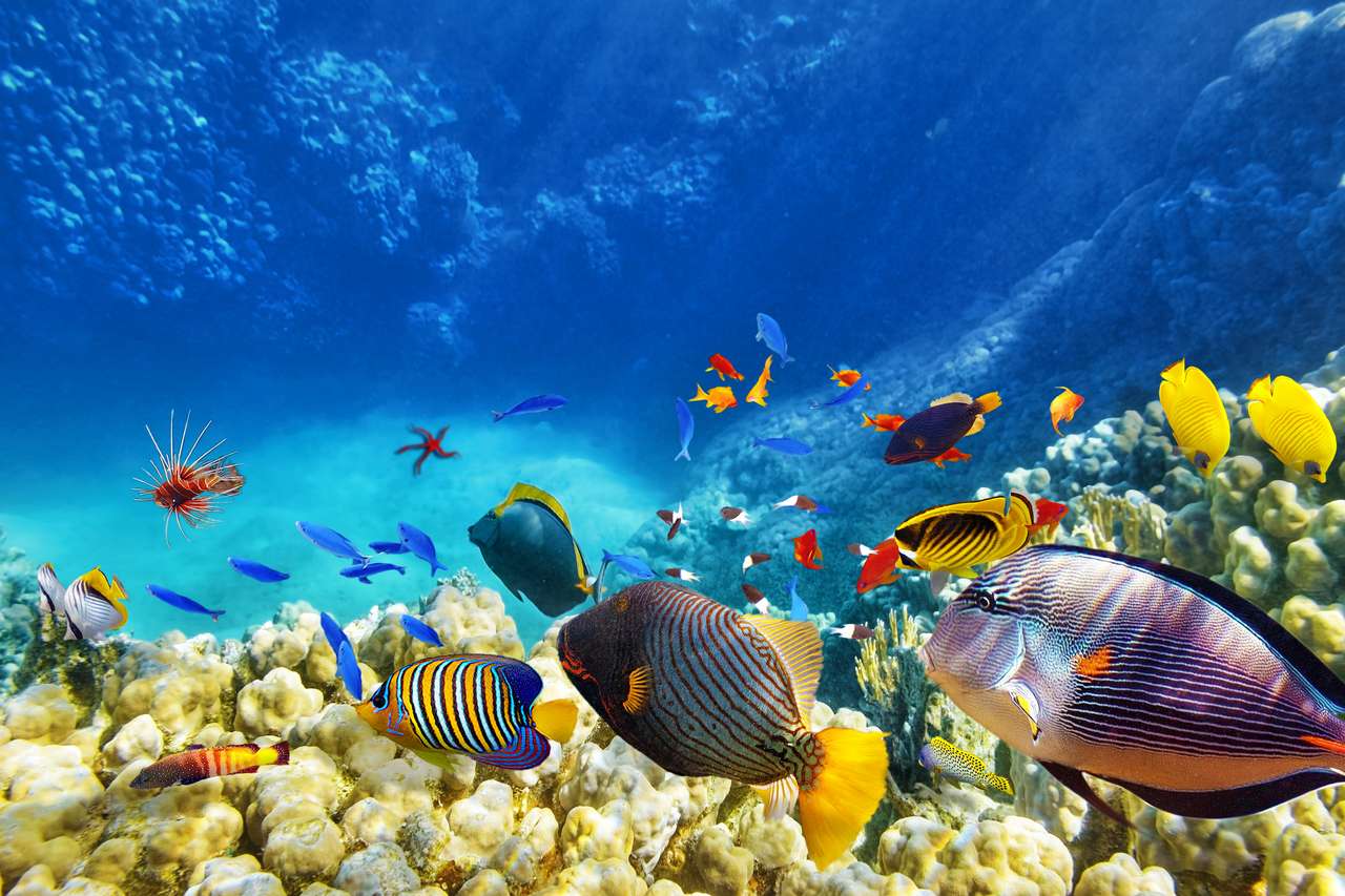 Wspaniały i piękny podwodny świat z koralami i rybą tropikalną. puzzle online