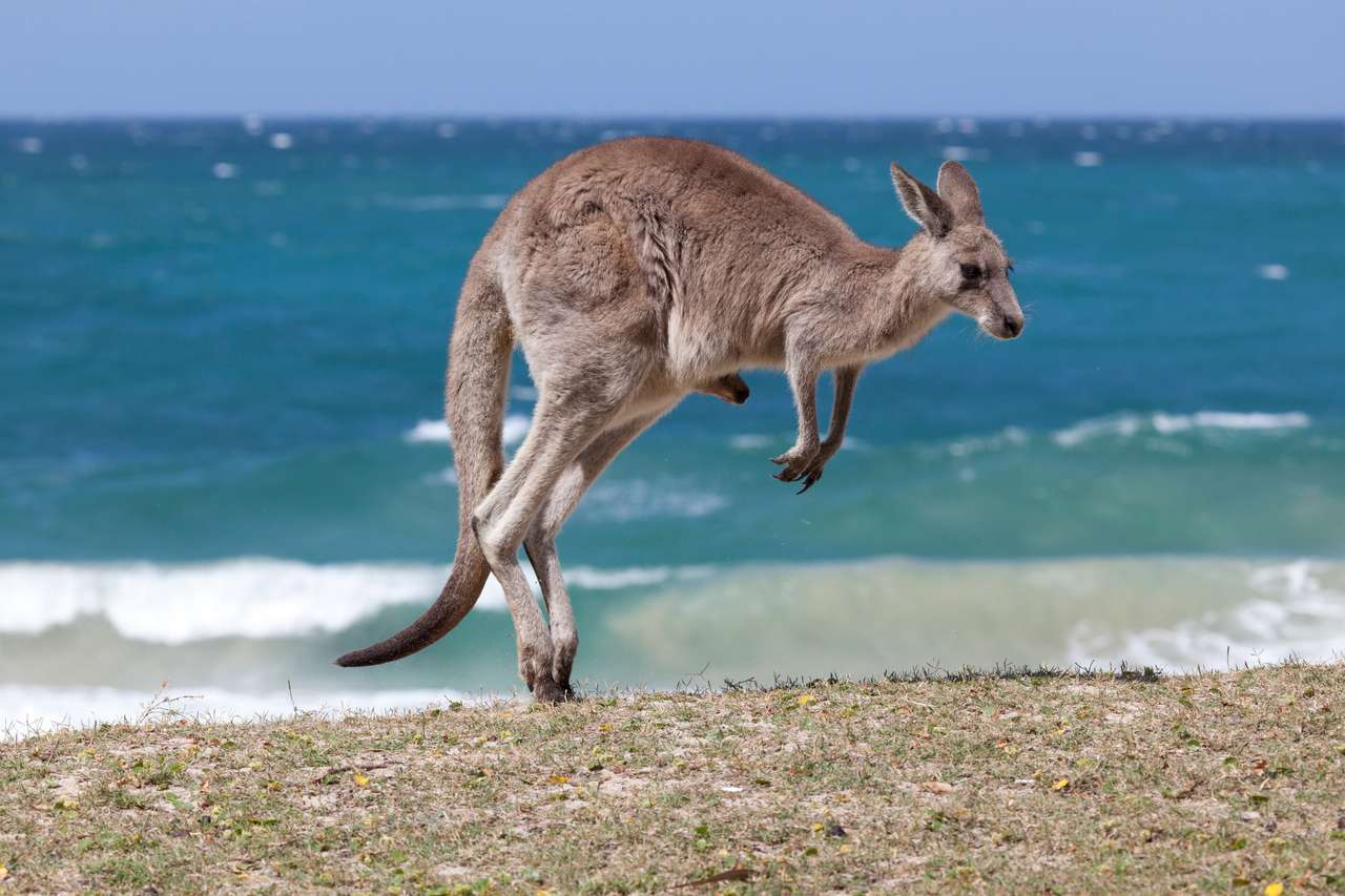 Skoki Red Kangur na plaży, Plaża Depot, Nowa Południowa Walia, Australia puzzle online