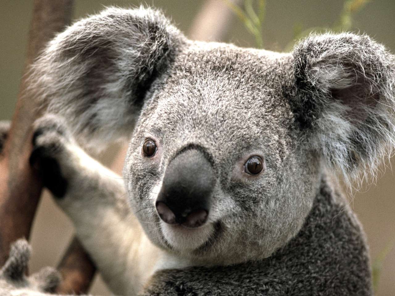 Close-up obraz Koala gospodarstwa na pniu drzewa puzzle online