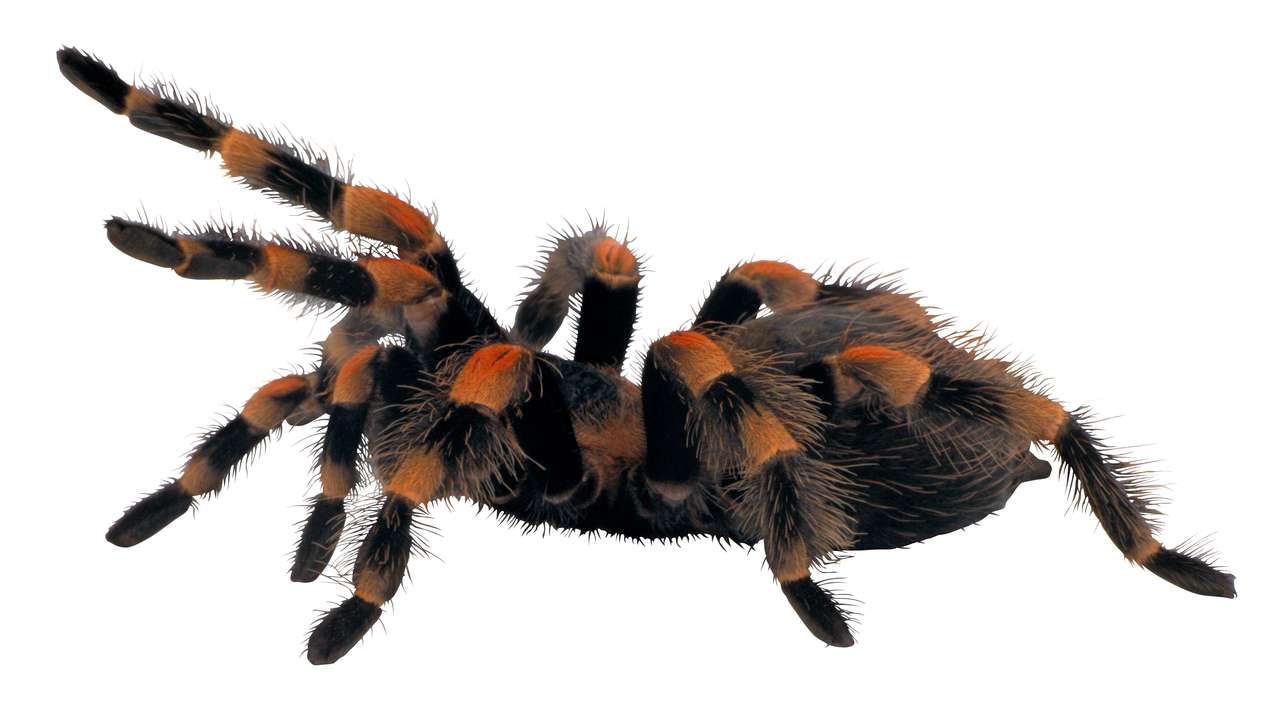 tarantula puzzle online