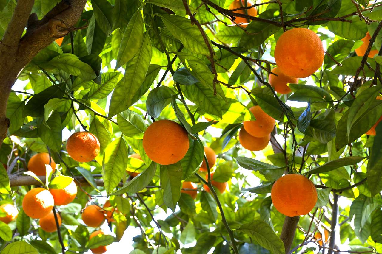 Pomarańczowe drzewa w cytrusowym gaju na Sycylii puzzle online