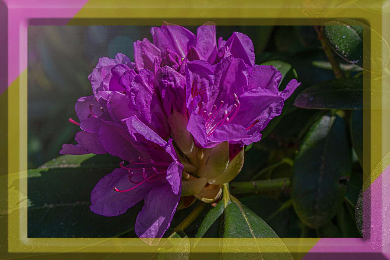 rododendron puzzle online