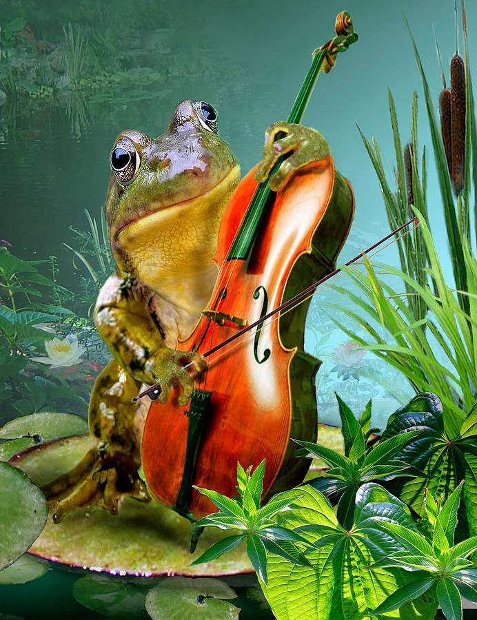 Muzykalna żabka puzzle online