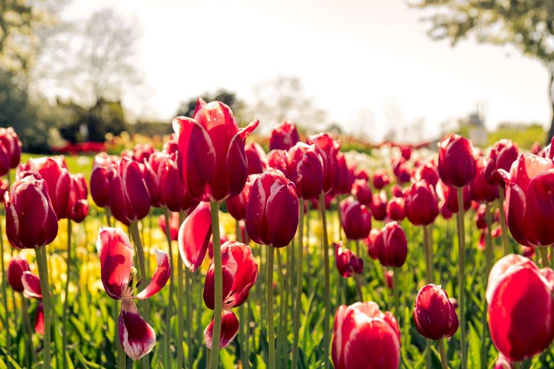 Łóżko różowe tulipany w ciągu dnia puzzle online