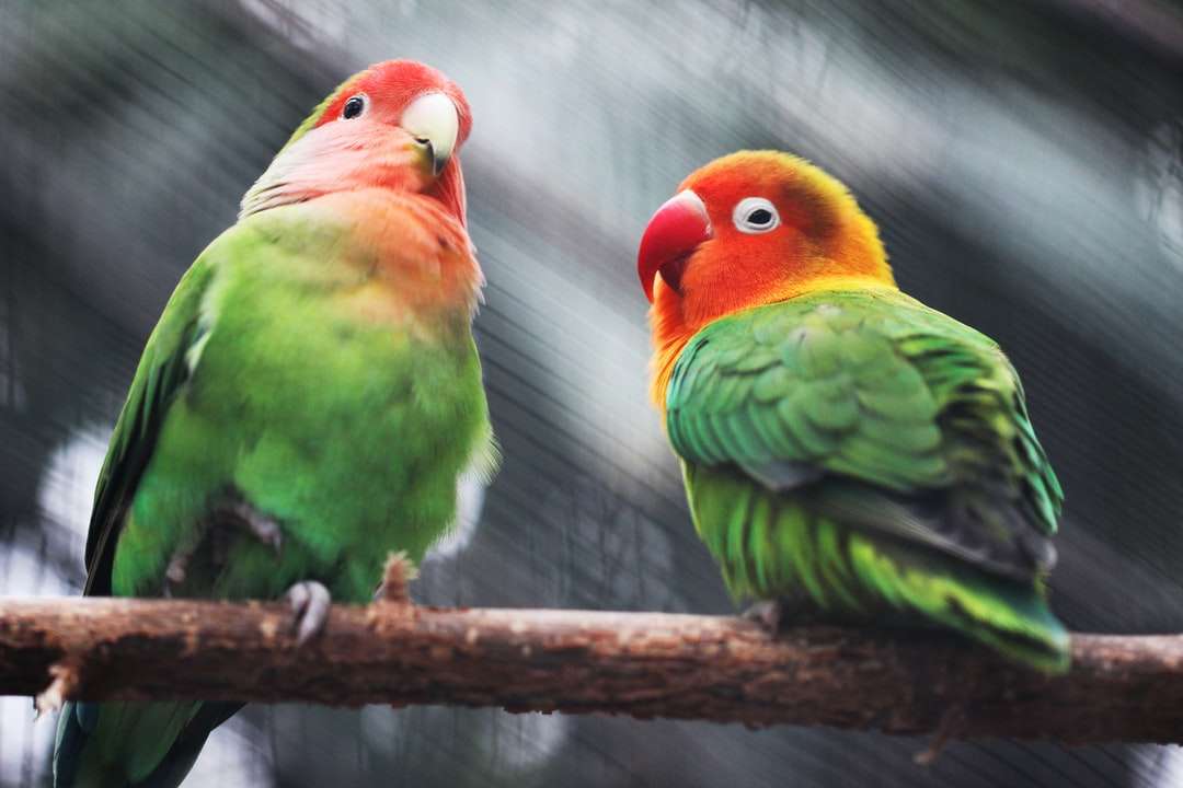 dwa papugi puzzle online