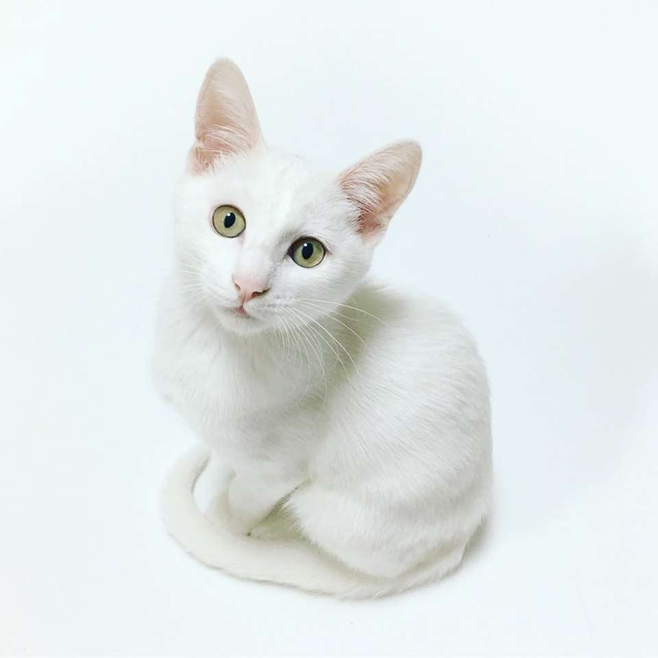 biały kot puzzle online