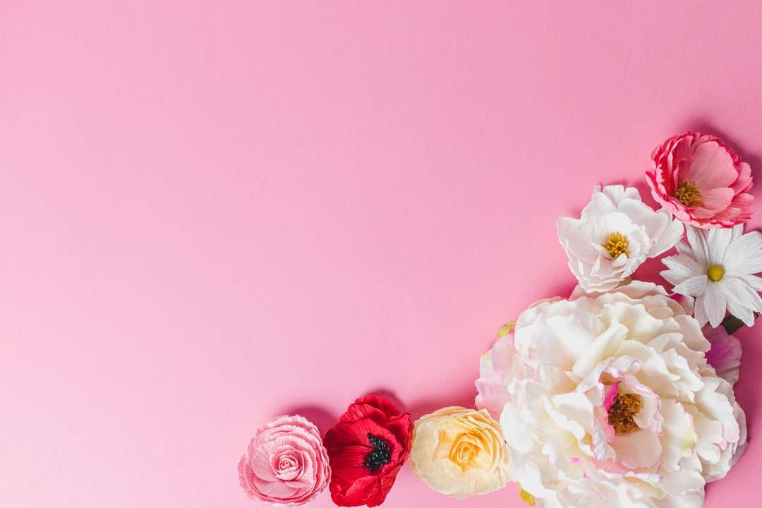 Białe i różowe róże na różowej ścianie puzzle online