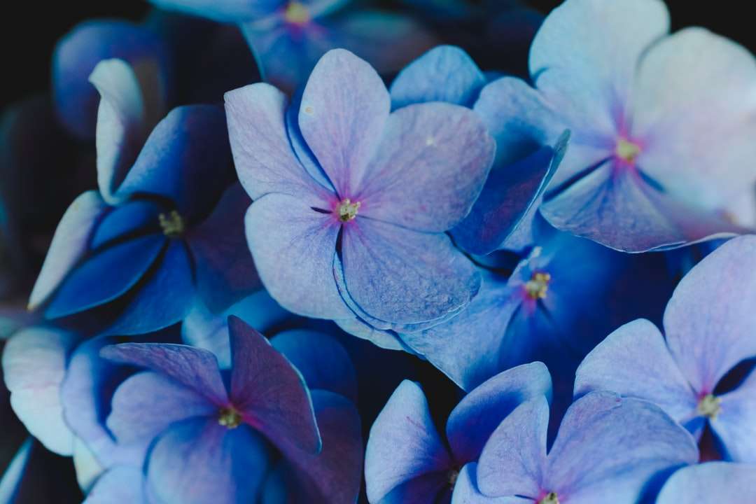 Kwiat purpurowy płatek puzzle online