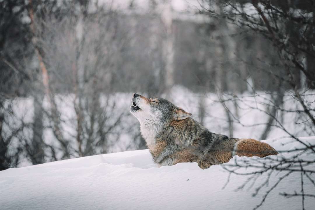 Bruine en witte wolf op sneeuw bedekt terrein puzzel