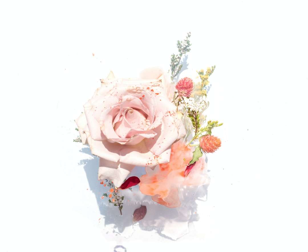 Różowa róża ilustracja puzzle online