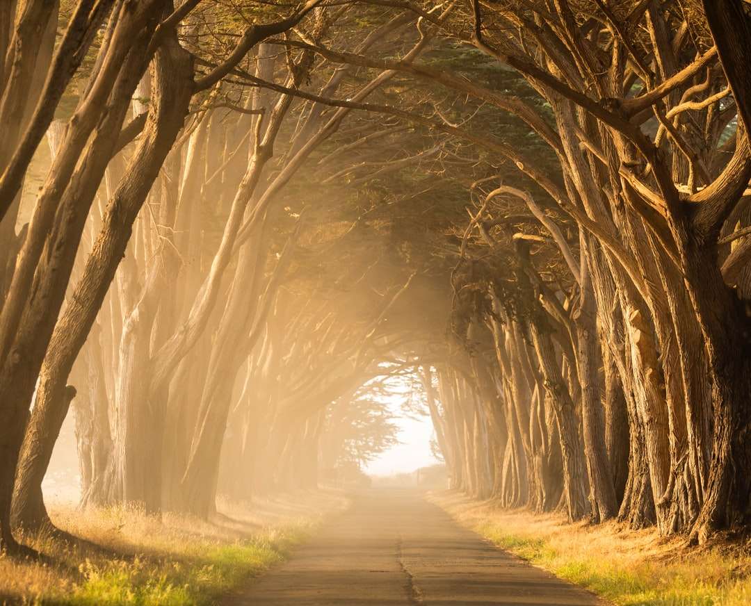 stradă goală între copaci înalți în timpul orelor de aur puzzle