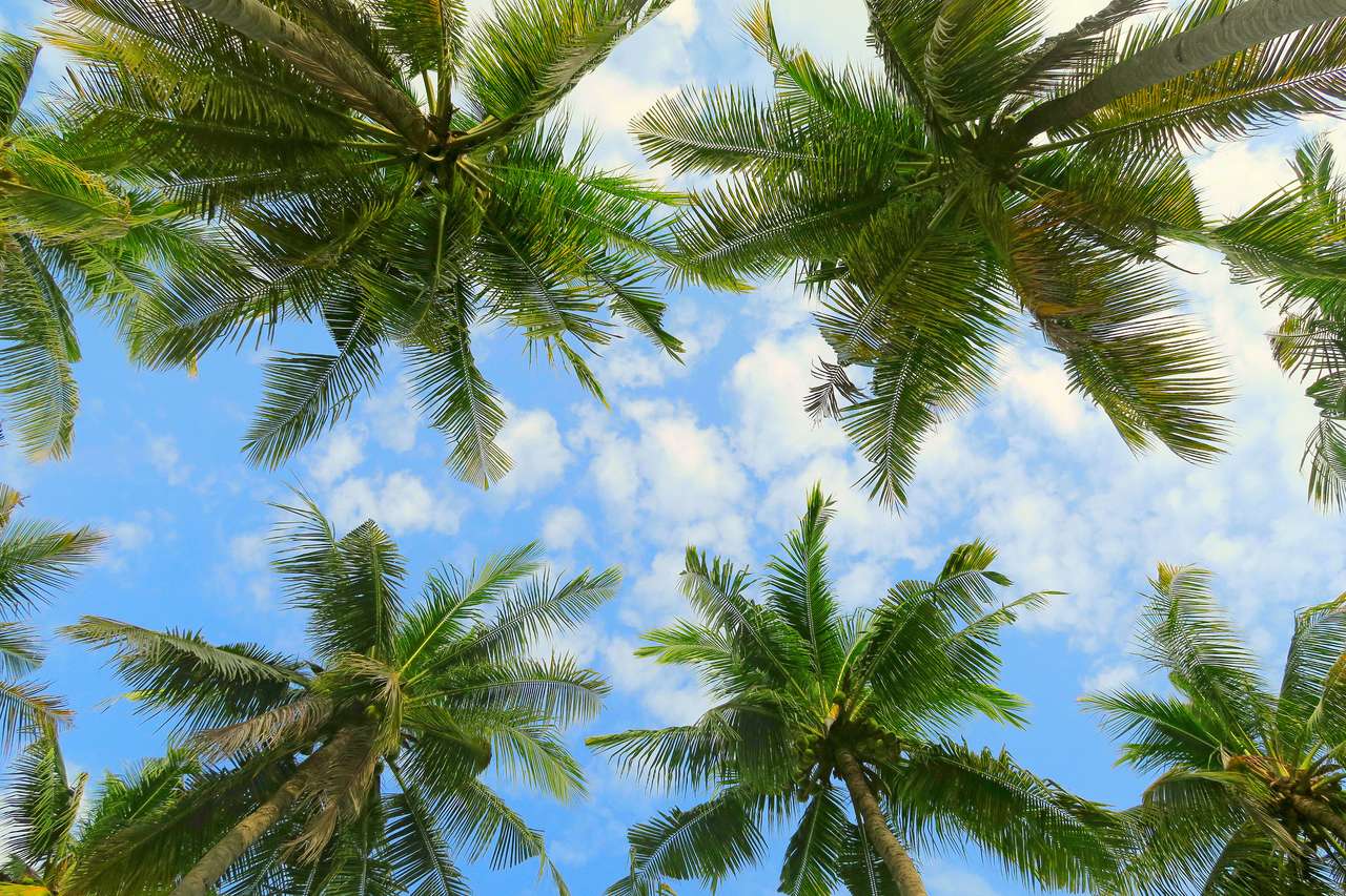 Dolny widok palmowy las tropikalny na tle niebieskiego nieba puzzle online