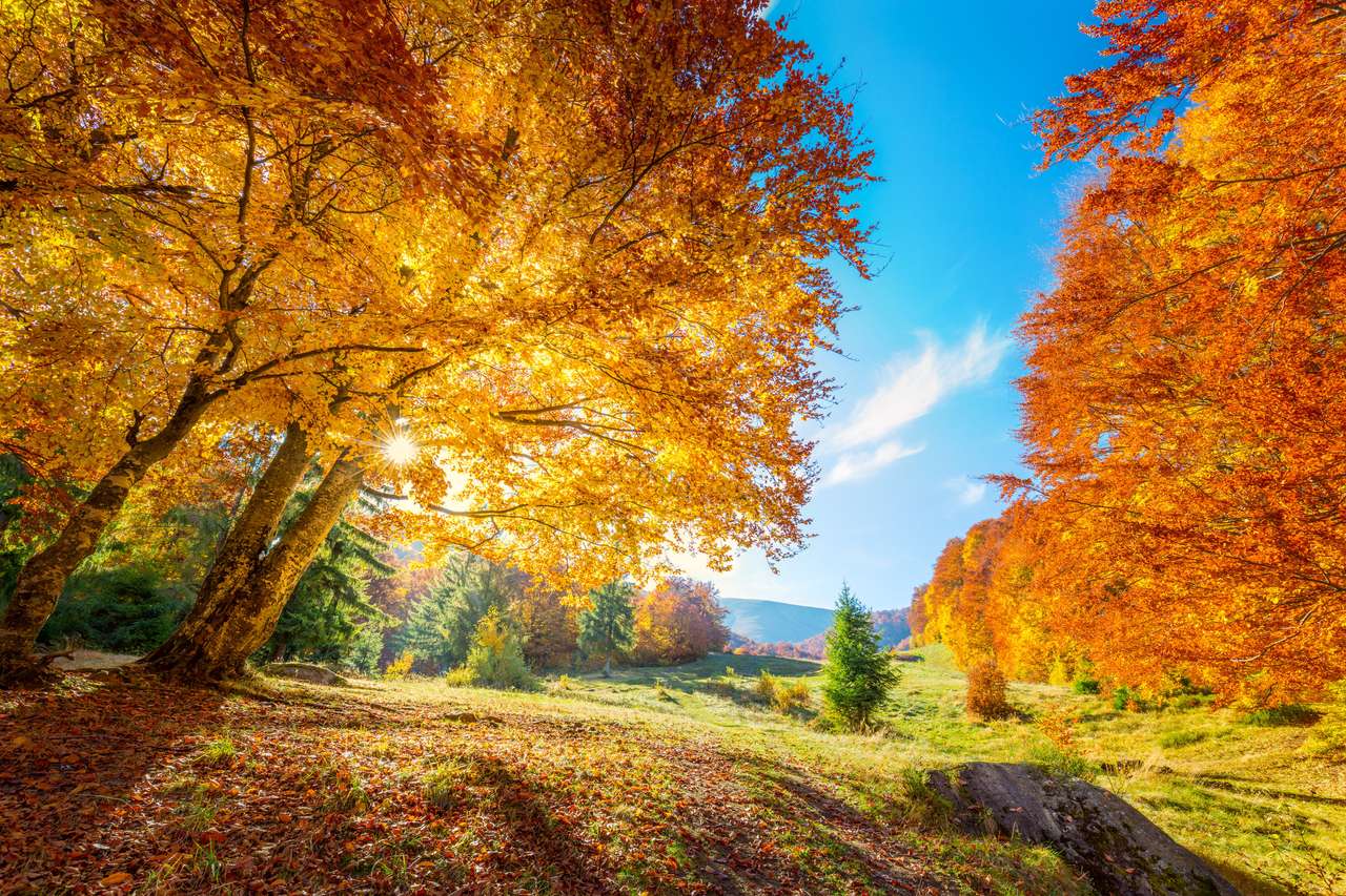Ciepła i złota jesień w lesie puzzle online