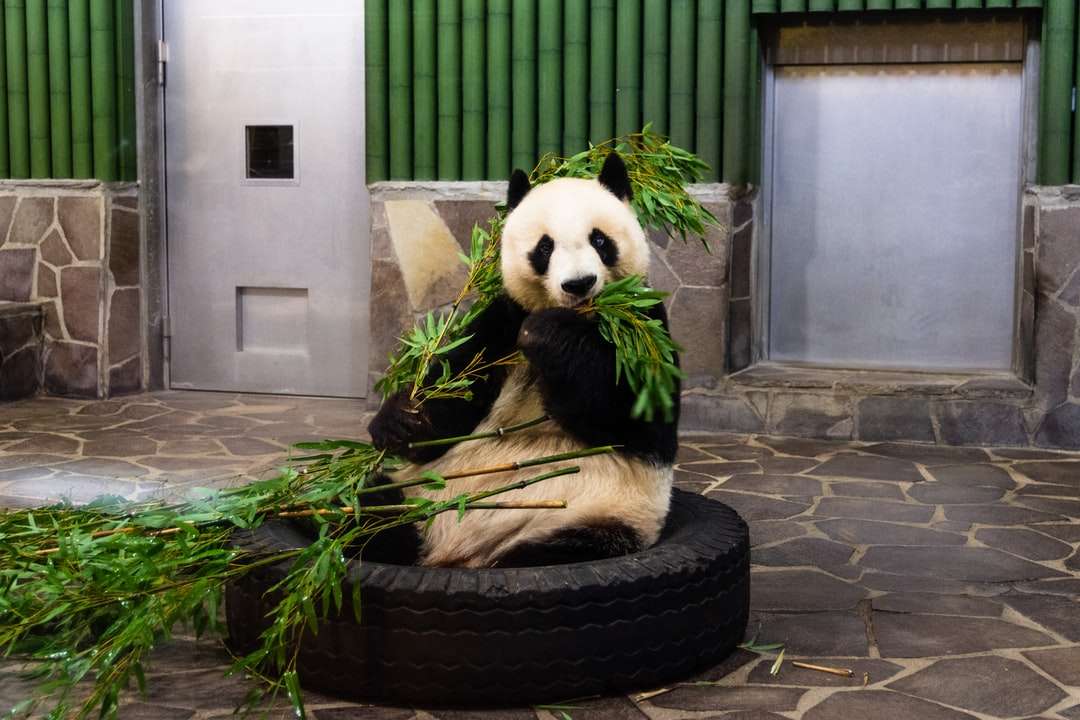 Niedźwiedź Panda na czarnej okrągłej oponie puzzle online