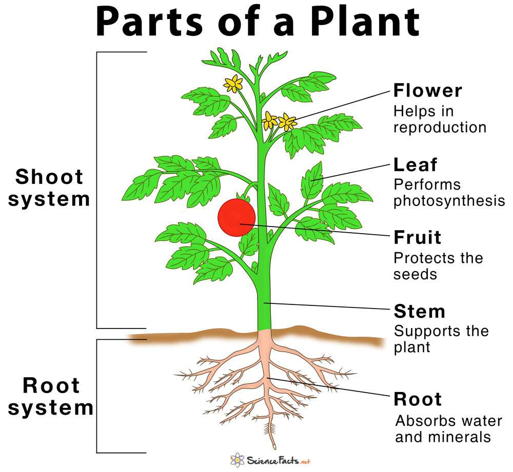 Główne funkcje rośliny puzzle online