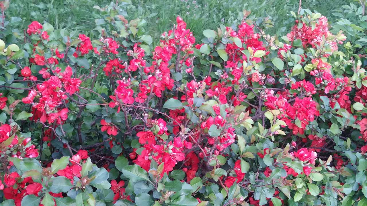 czerwone kwiatki puzzle online