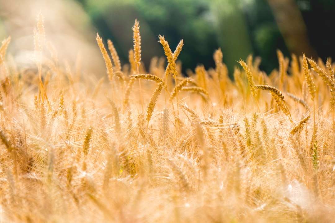 поле за кафяво пшеница пъзел