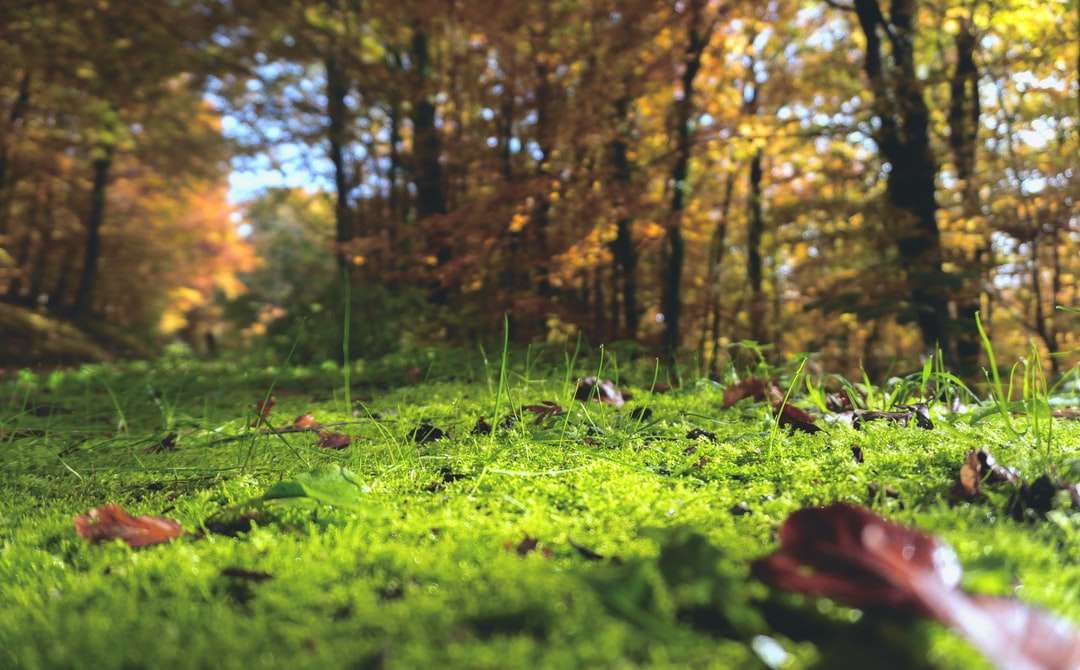 Selektywne fokus fotografii więdnie liści na trawie puzzle online
