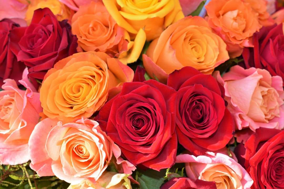 Kwiat pomarańczowy, czerwony i różowy puzzle online