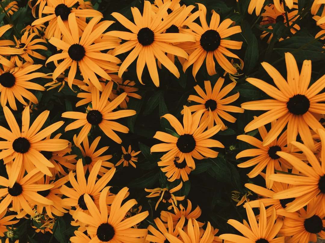 Blackeyed Susan Flowers. puzzle online