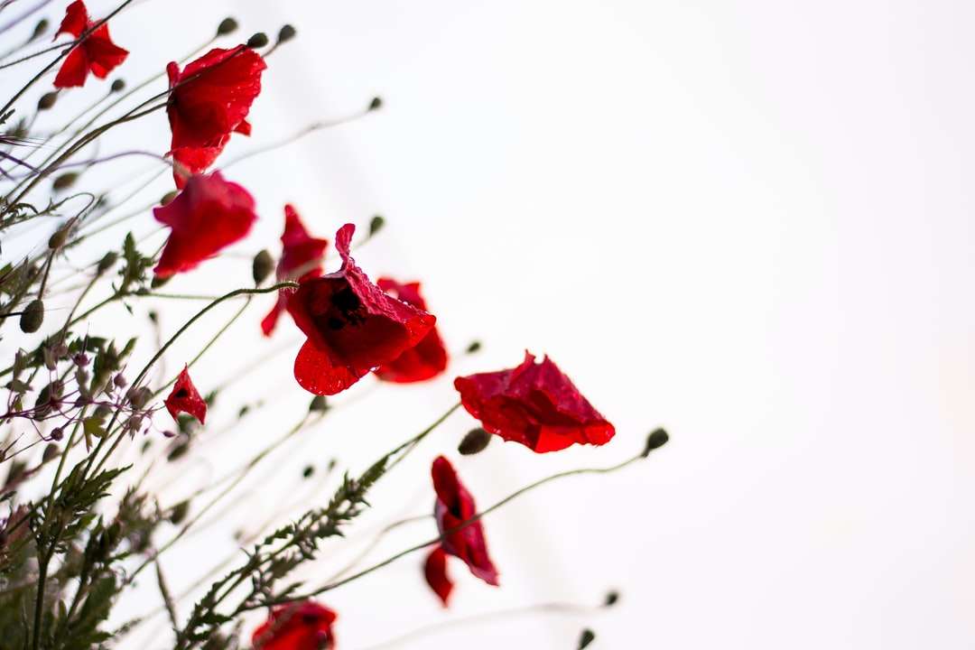 Fotografia makro czerwonych kwiatów puzzle online