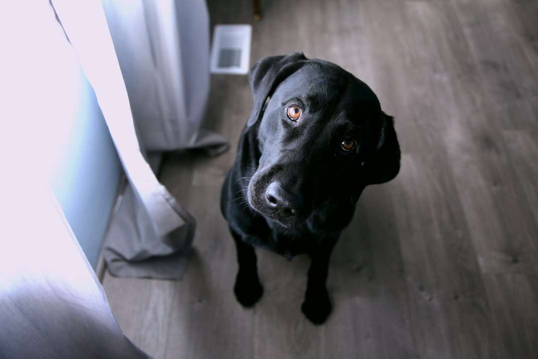 Krótki posiedzenie czarnego psa puzzle online