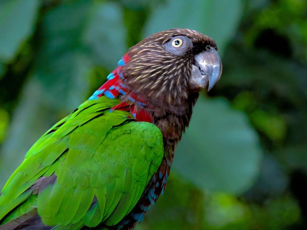Zielony i czerwony ptak w bliska fotografii puzzle online