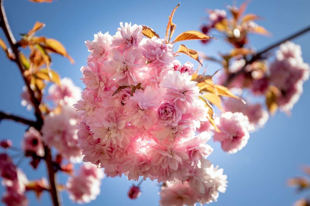 Płytkie fokus zdjęcie różowe kwiaty puzzle online