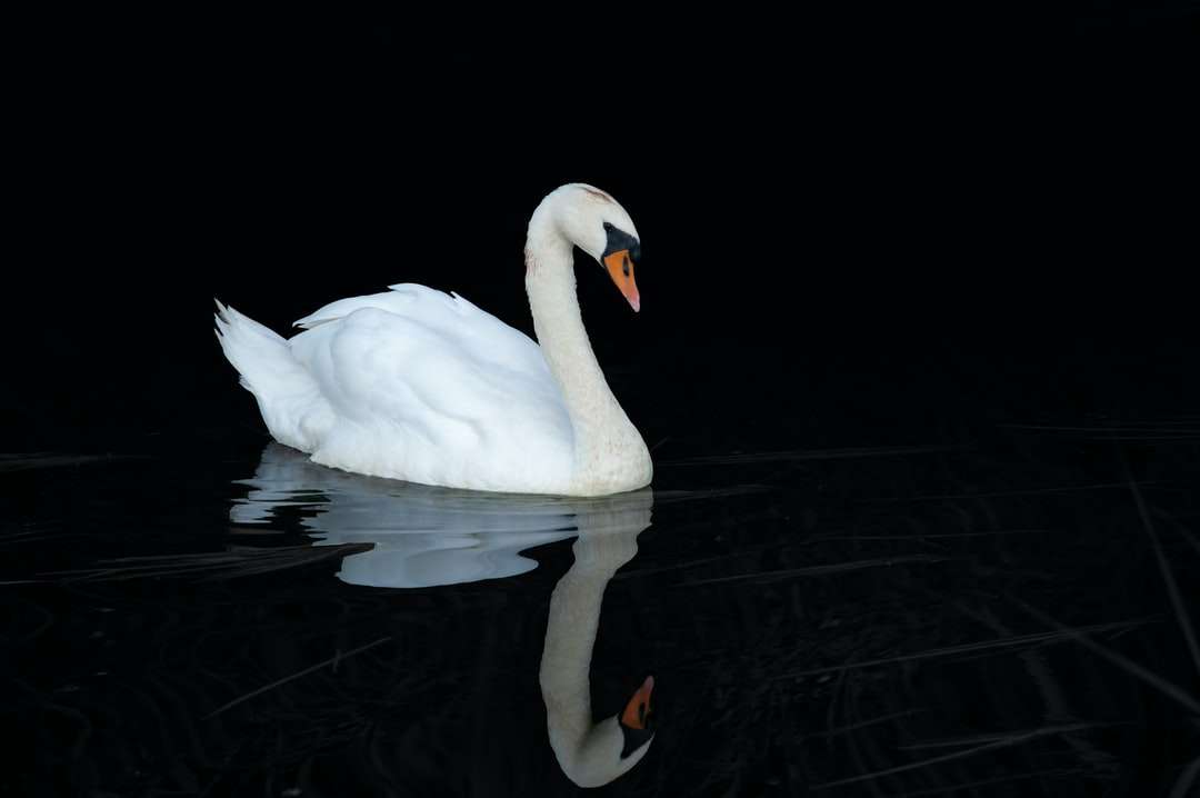 Swan alb pe apă în timpul zilei puzzle