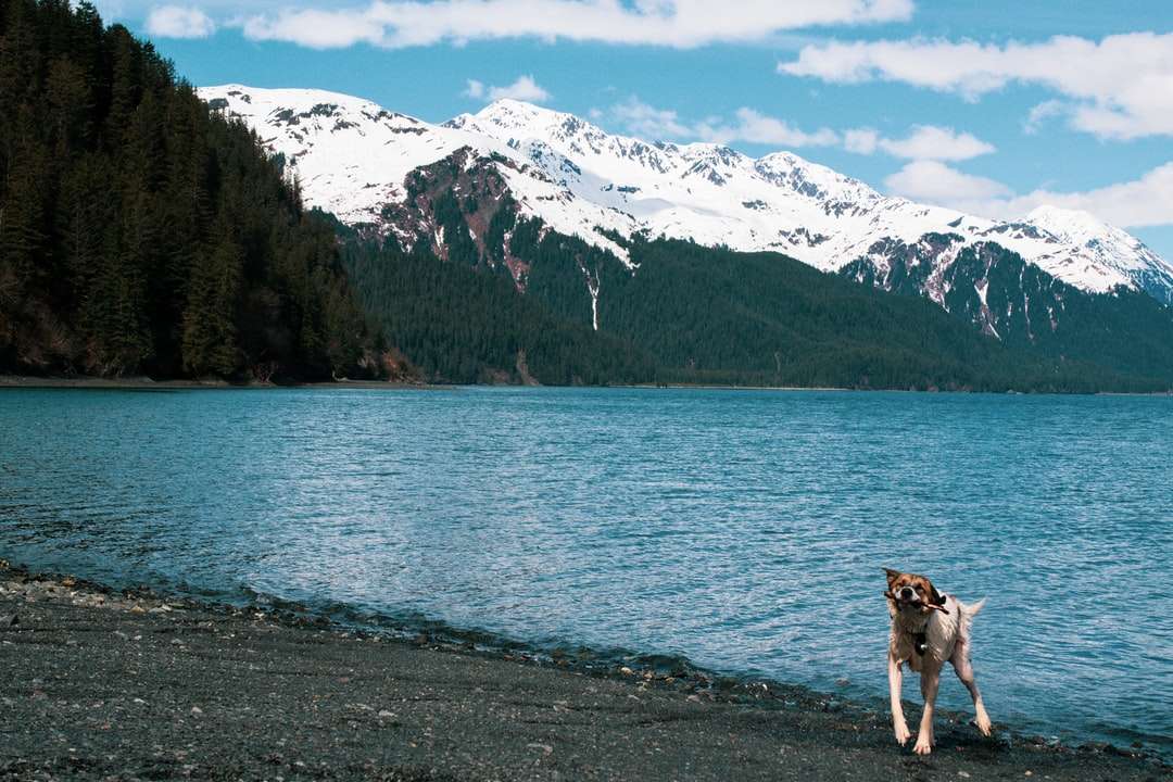 Pies stojący w pobliżu ciała wody w ciągu dnia puzzle online